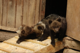 скриншот видео Центра спасения медвежат-сирот 