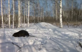 скриншот видео охотхозяйства "Чугунаевское"
