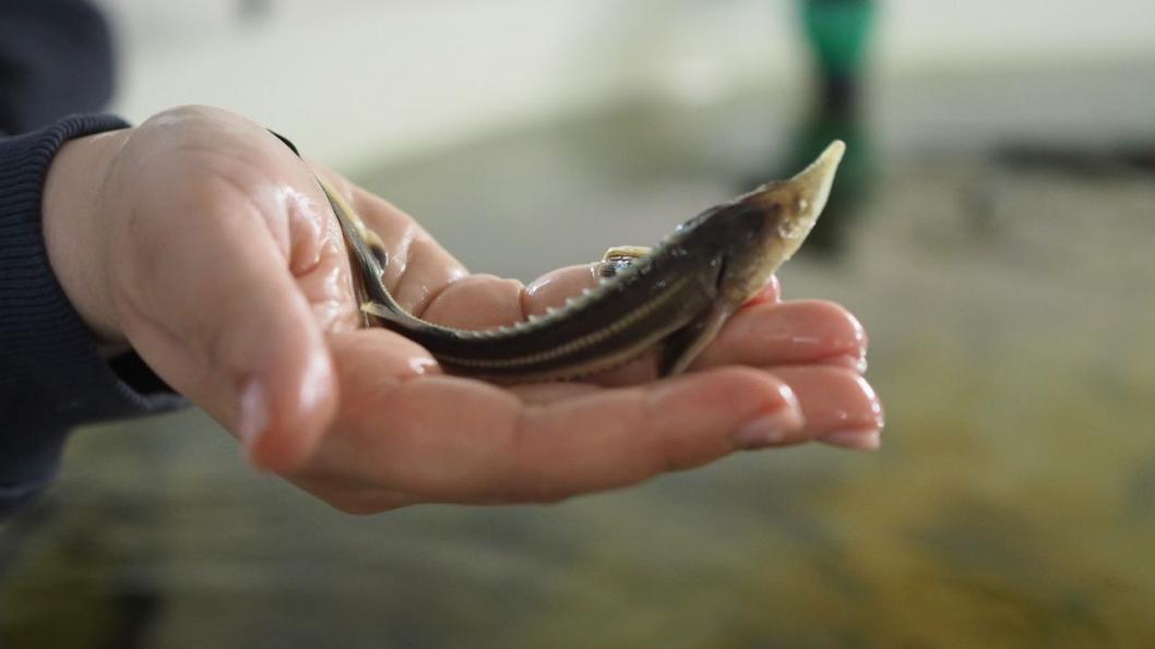 Инна Пахомова, ИА "Тюменская линия"