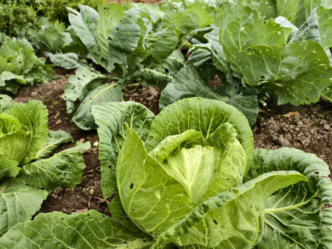 ИА "Тюменская линия"