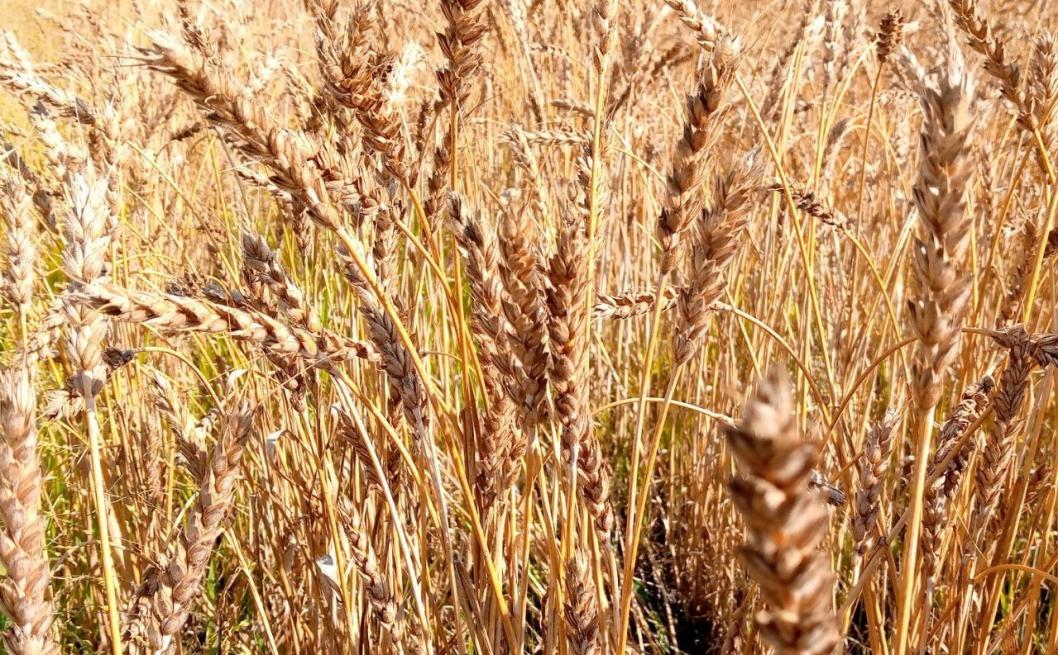 ИА "Тюменская линия"