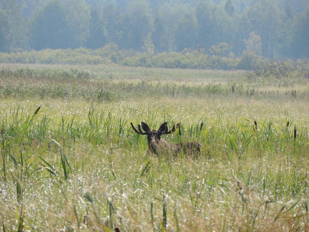 из Telegram-канала Госохотдепартамента Тюменской области