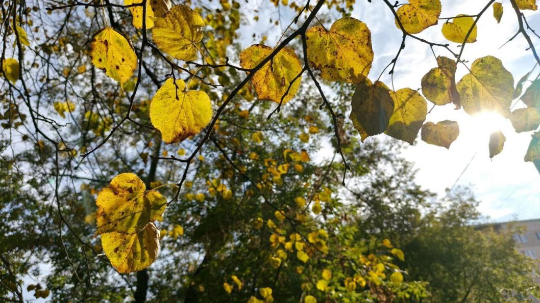 Инна Пахомова, ИА "Тюменская линия"