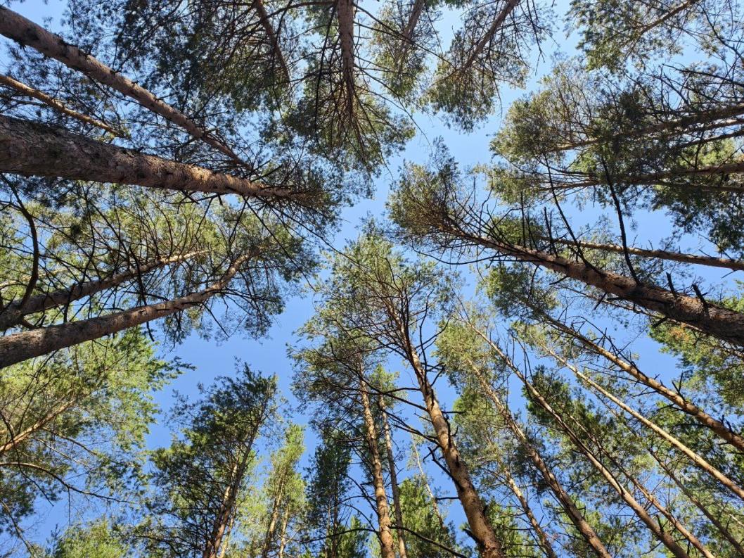 ИА "Тюменская линия"