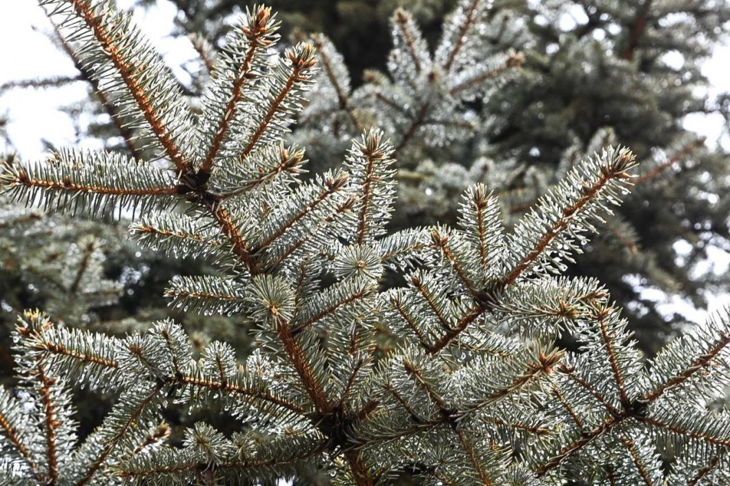 Сергей Елесин, ИА "Тюменская линия"