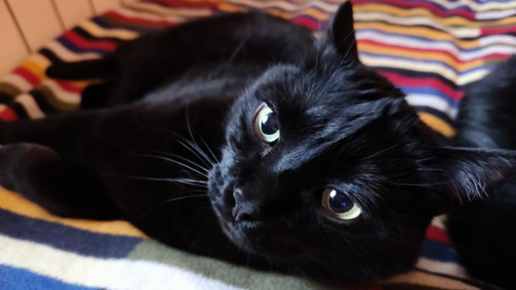 Инна Пахомова, ИА "Тюменская линия"