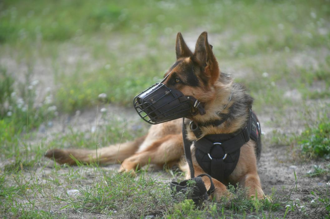 Сергей Елесин, ИА "Тюменская линия"