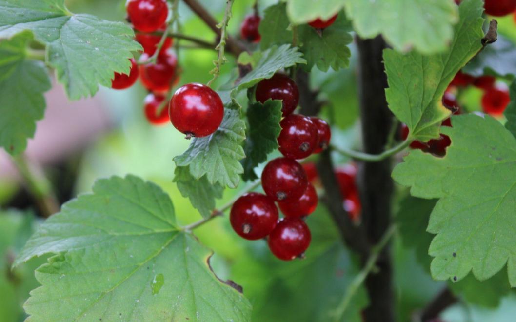 департамент АПК