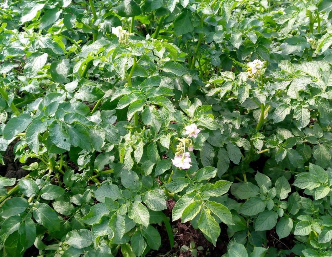 ИА Тюменская линия