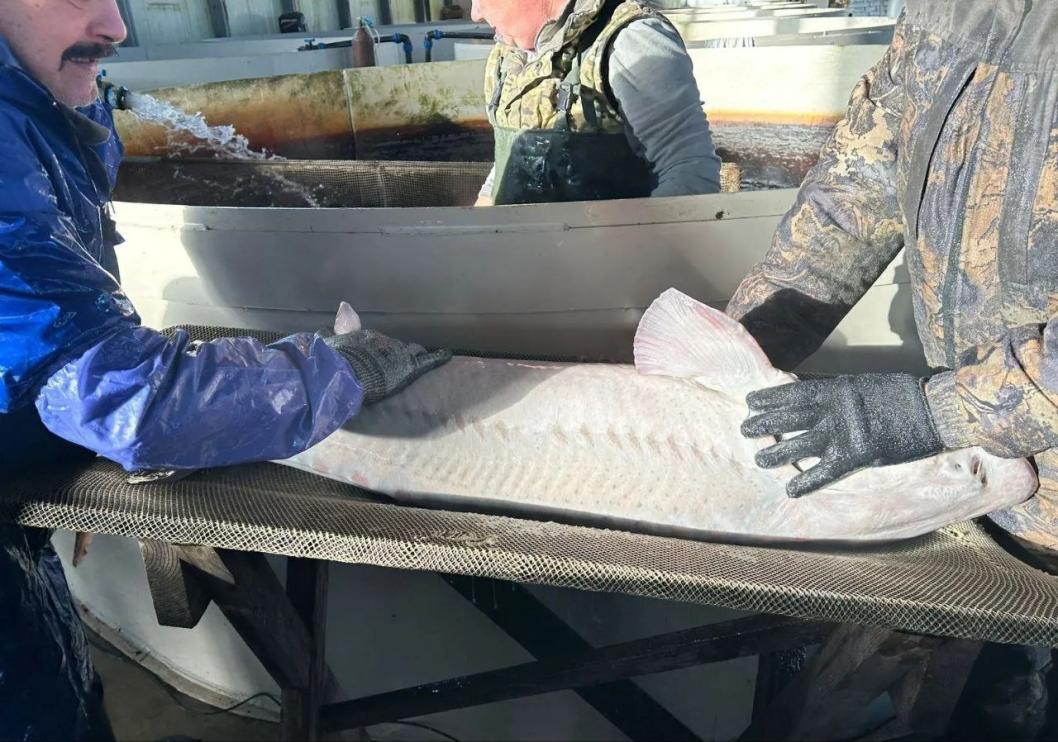 Нижнеобское ТУ Росрыболовства