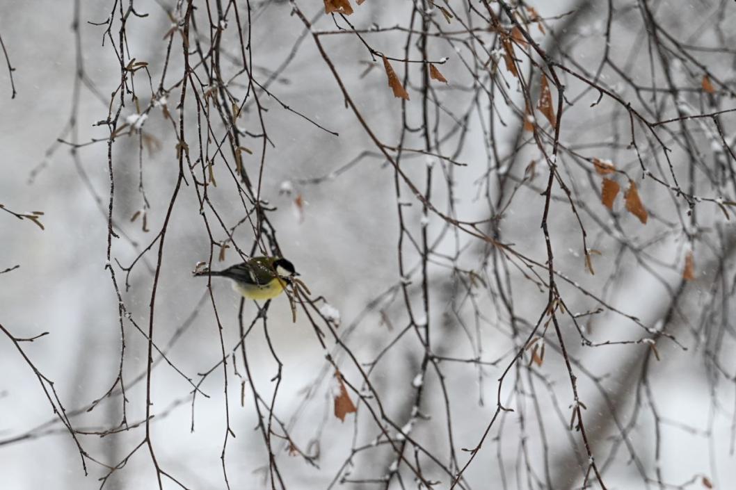 Сергей Елесин, ИА "Тюменская линия"