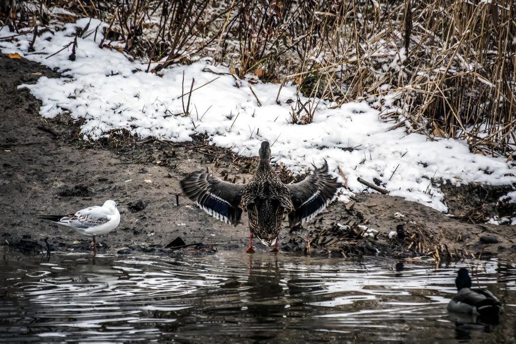 Тюменские депутаты обсудили исполнение госпрограммы «Развитие ветеринарной службы»