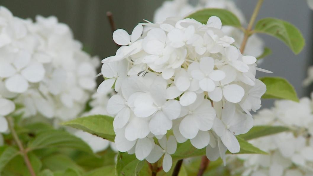 ИА "Тюменская линия"