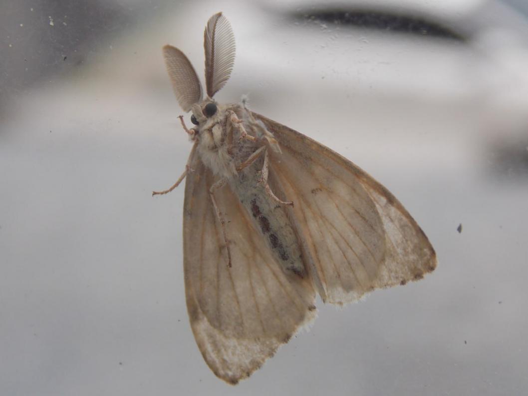 ИА "Тюменская линия"