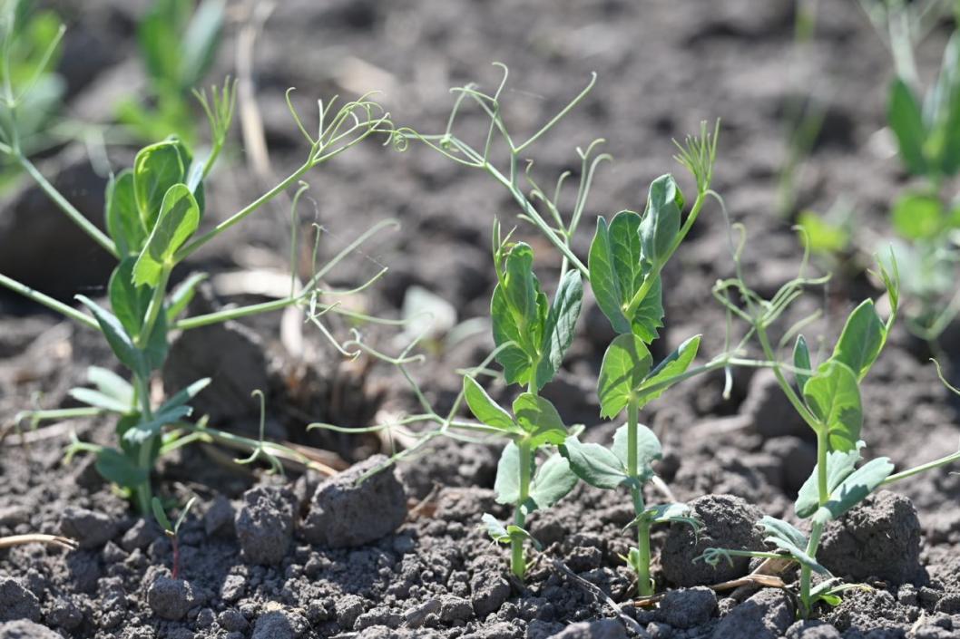 Сергей Елесин, ИА "Тюменская линия"