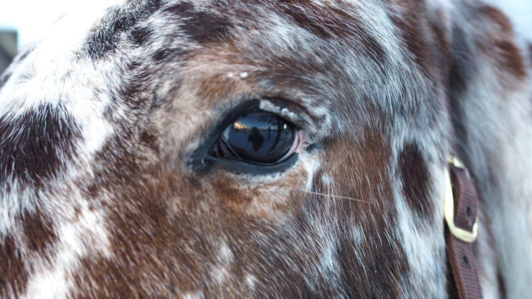 Инна Пахомова, ИА "Тюменская линия"