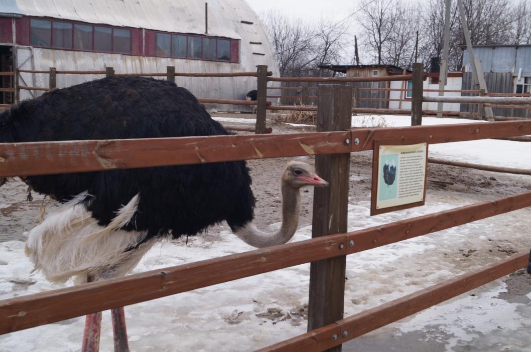 Разведением страусов планирует заняться житель Омутинского района -  Тюменская линия