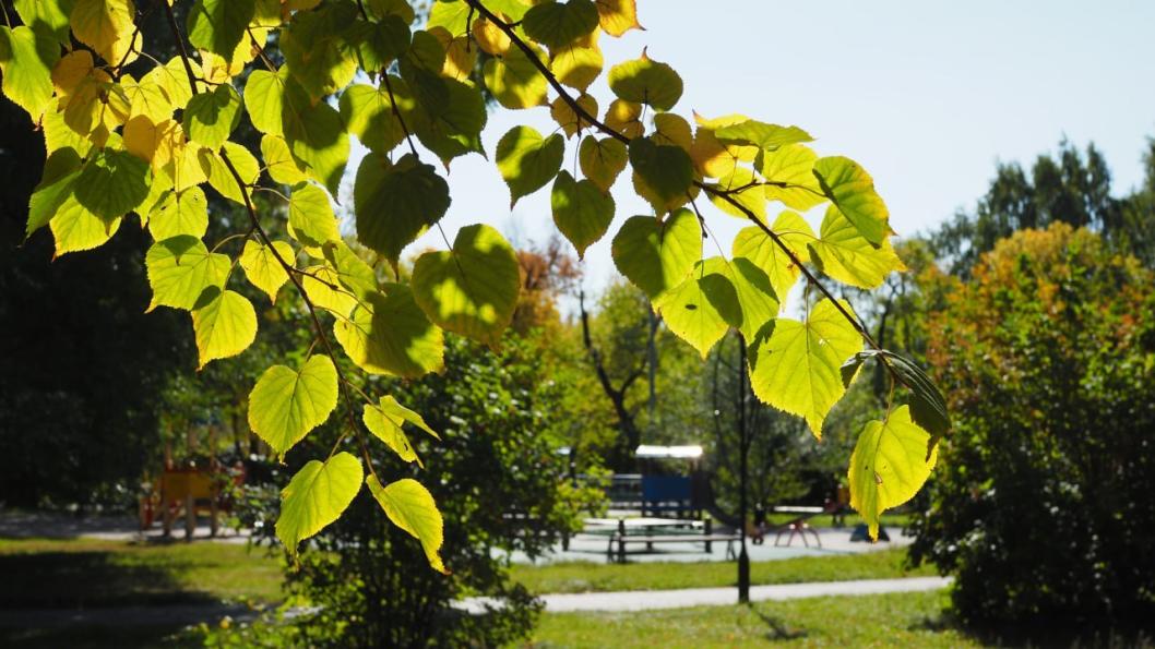 Инна Пахомова, ИА "Тюменская линия"