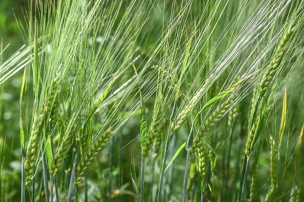 Сергей Елесин, ИА "Тюменская линия"