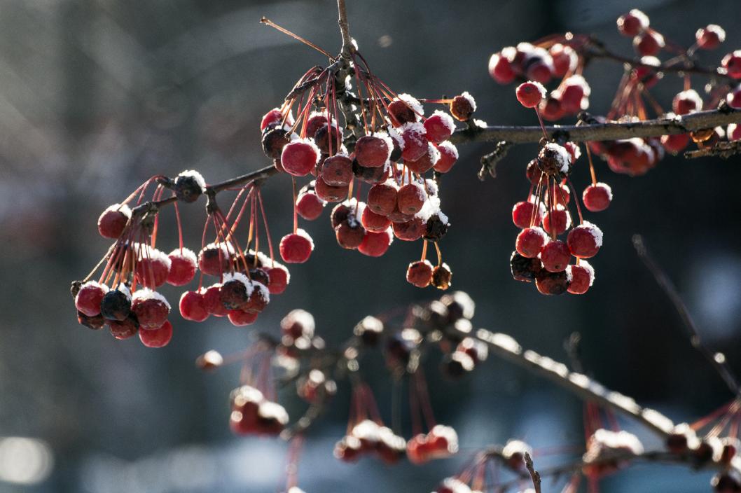 Сергей Елесин, ИА "Тюменская линия"
