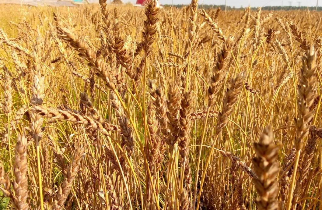 Оксана Корнеенкова, ИА "Тюменская линия"