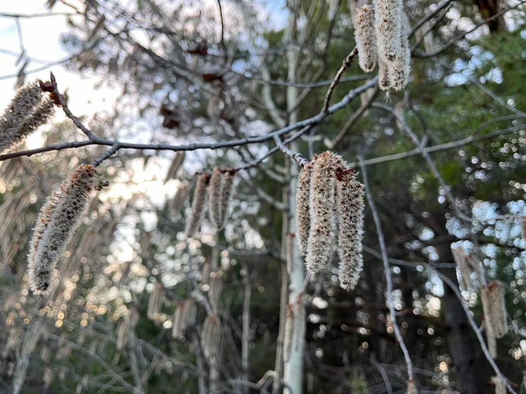 ИА "Тюменская линия"