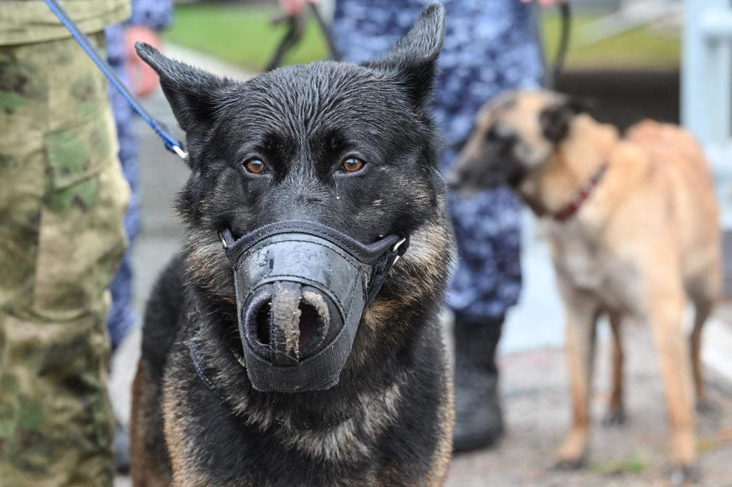 Сергей Елесин, ИА "Тюменская линия"