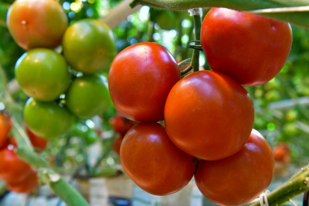 Сергей Елесин, ИА "Тюменская линия"