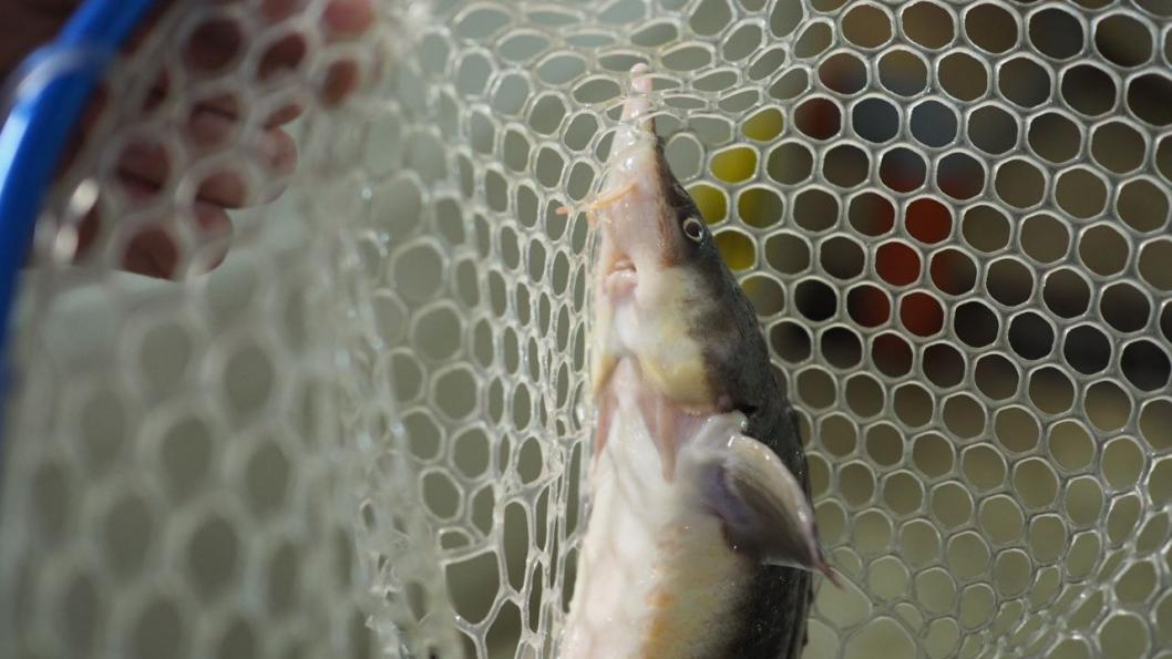 Сергей Елесин, ИА "Тюменская линия"