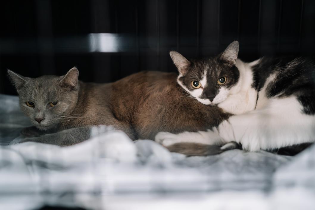 Фонд "Потеряшки" во ВКонтакте