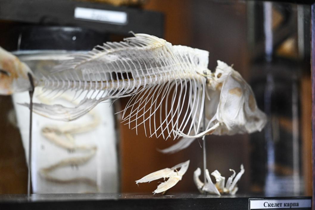 Сергей Елесин, ИА "Тюменская линия"