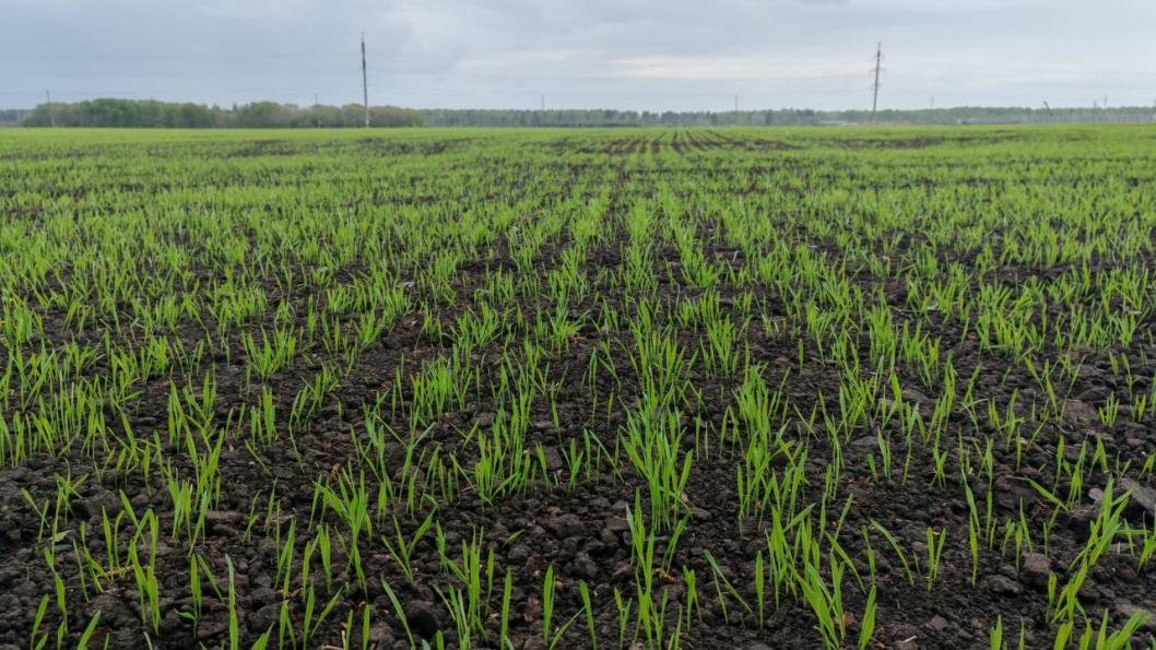 из Telegram-канала администрации Тюменского района