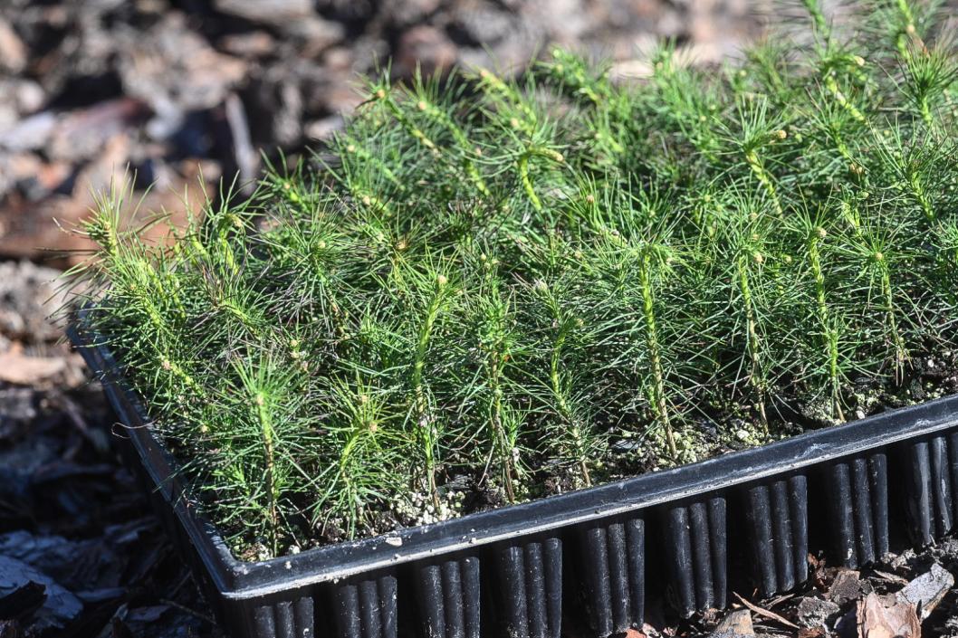 Сергей Елесин, ИА "Тюменская линия"