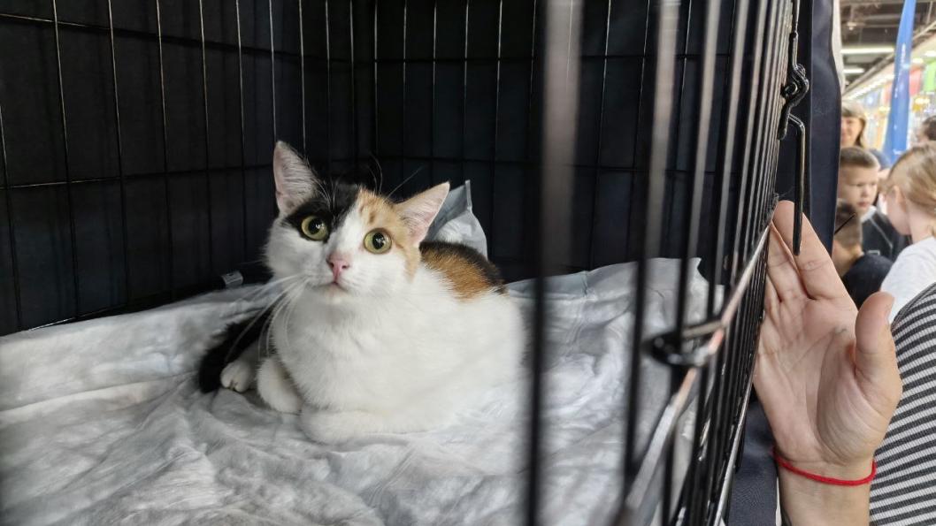 Инна Пахомова, ИА "Тюменская линия"