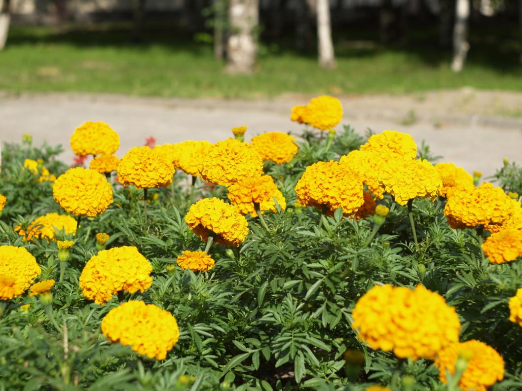 Виктор Сергеев, ИА "Тюменская линия"