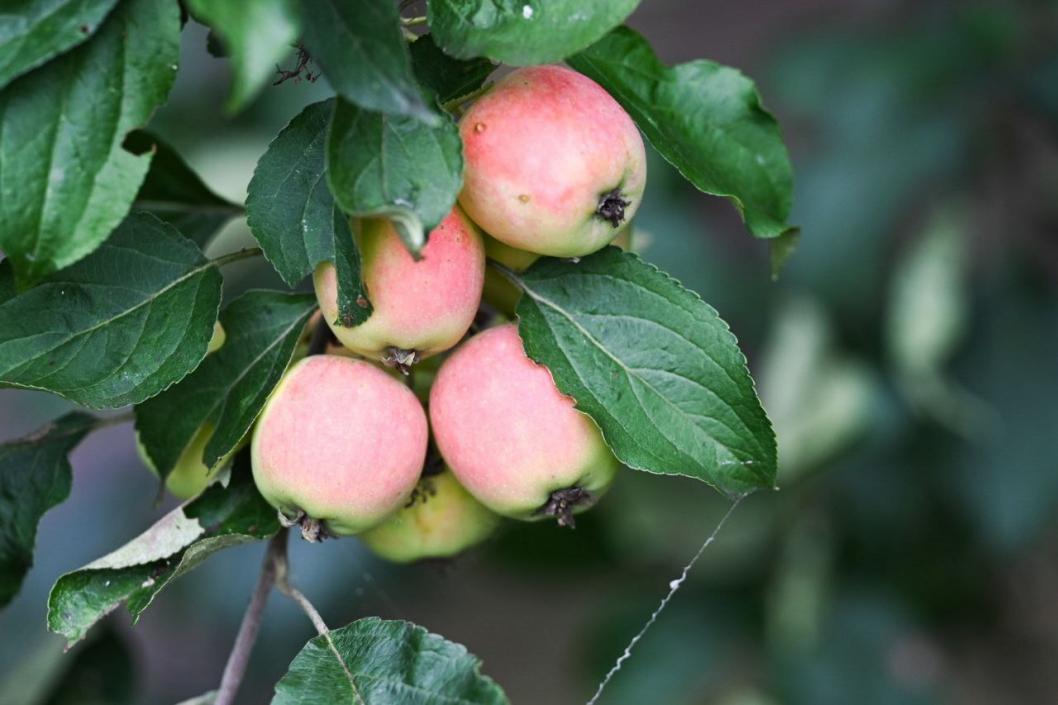 Сергей Елесин, ИА "Тюменская линия"