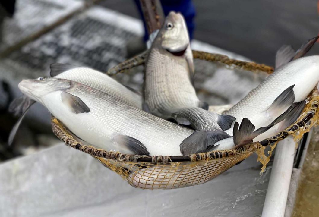 тюменский филиал ВНИРО