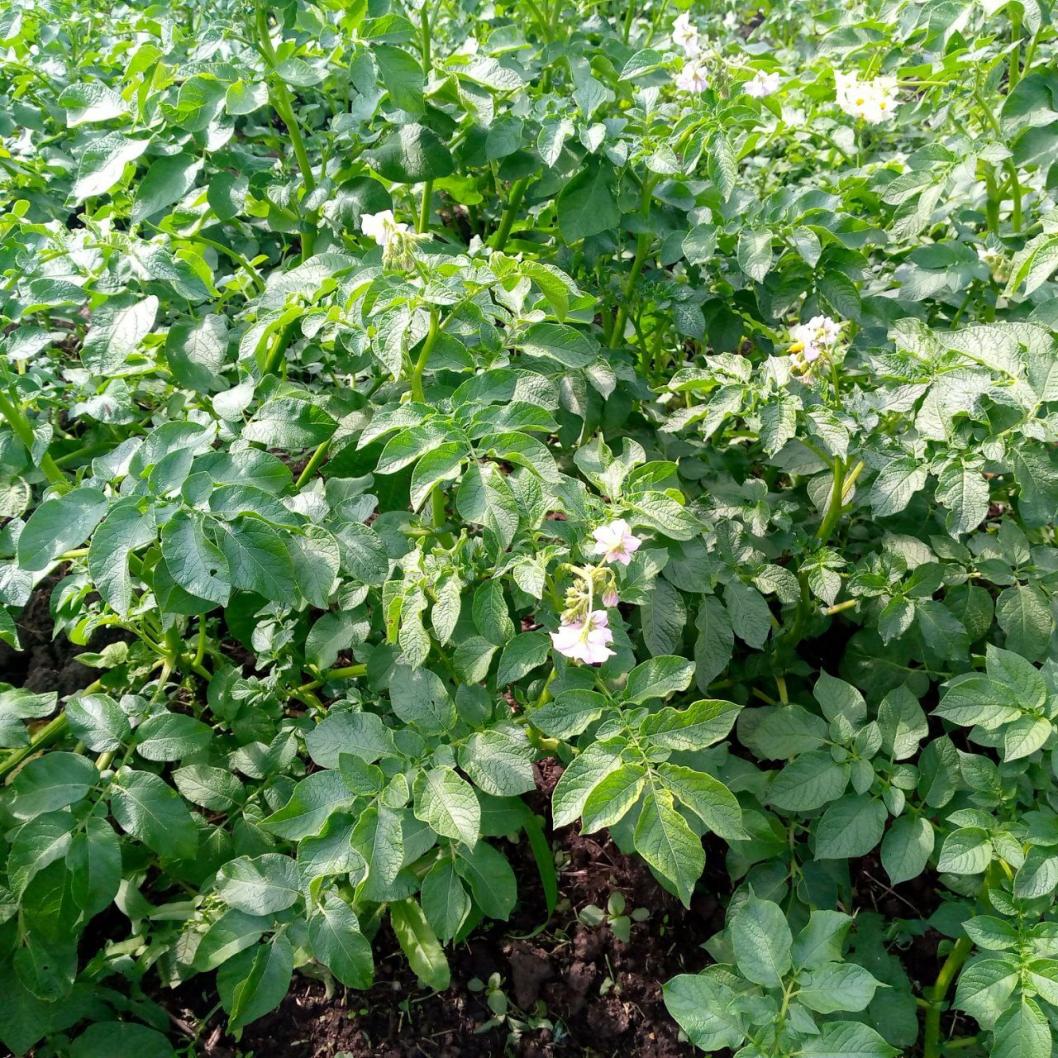 ИА "Тюменская линия"