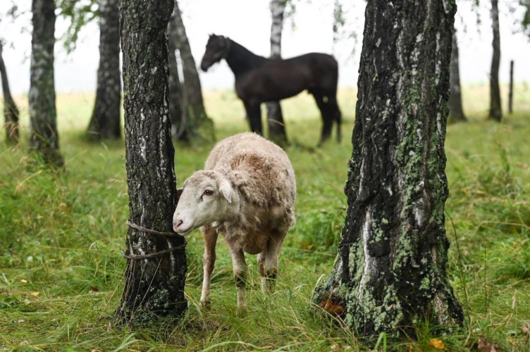 Сергей Елесин,ИА "Тюменская линия"