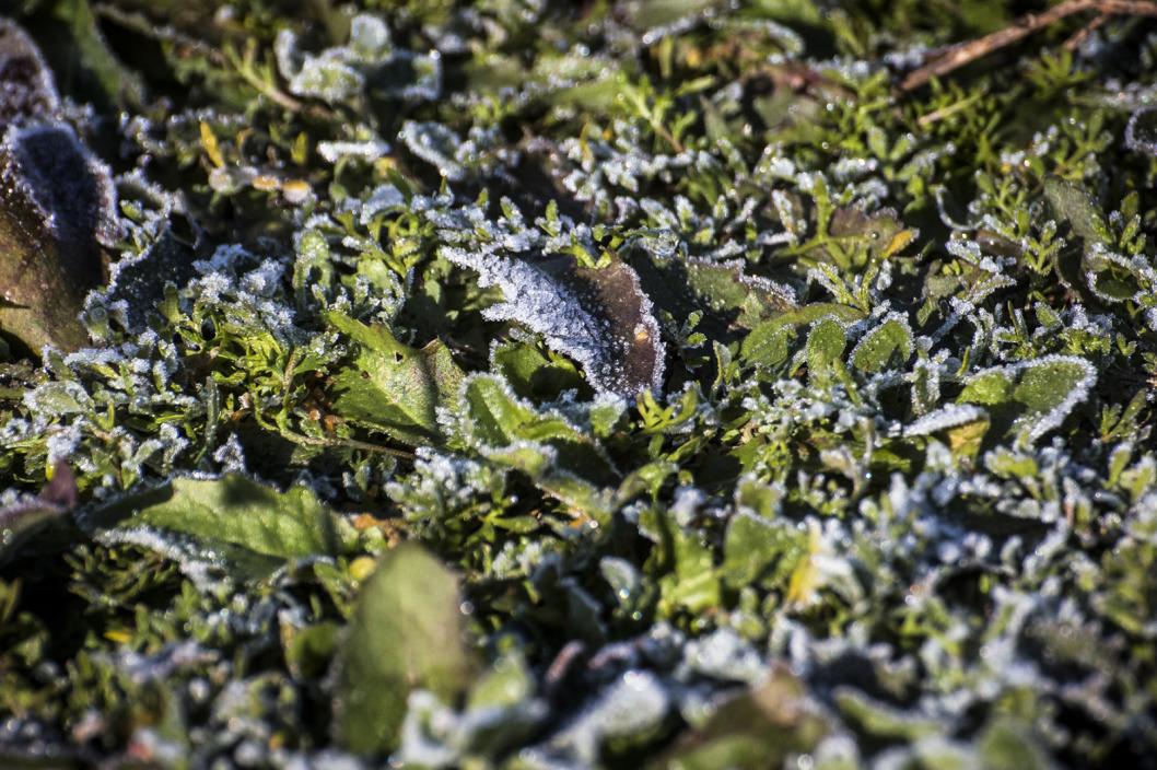 Сергей Елесин, ИА "Тюменская линия"