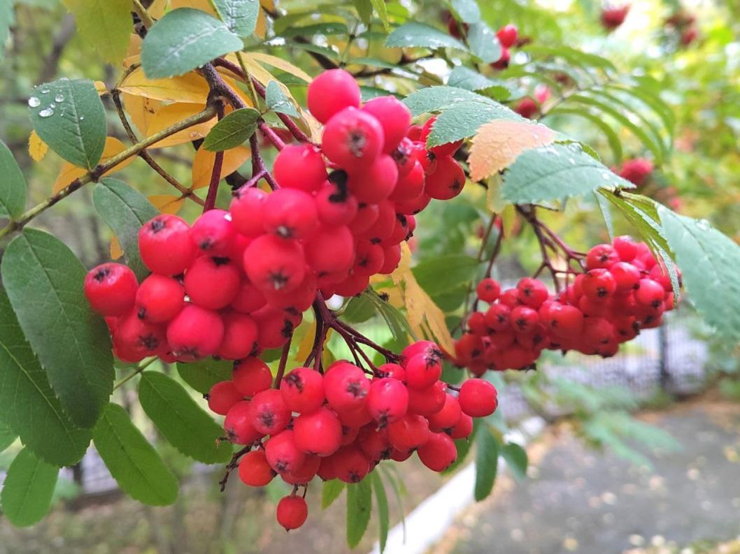 ИА "Тюменская линия"