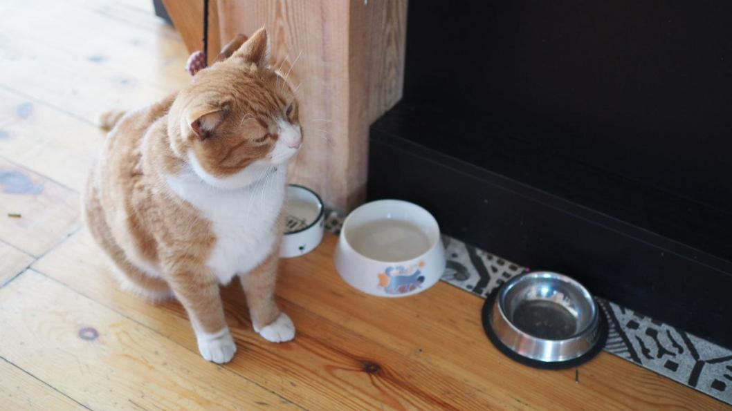 Инна Пахомова, ИА "Тюменская линия"