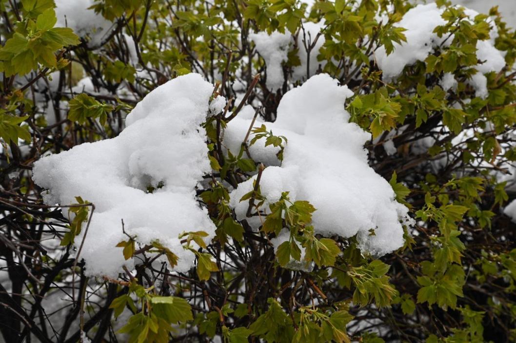 Сергей Елесин, ИА "Тюменская линия"