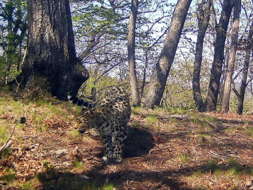 фото предоставлено пресс-службой "Земли леопарда"