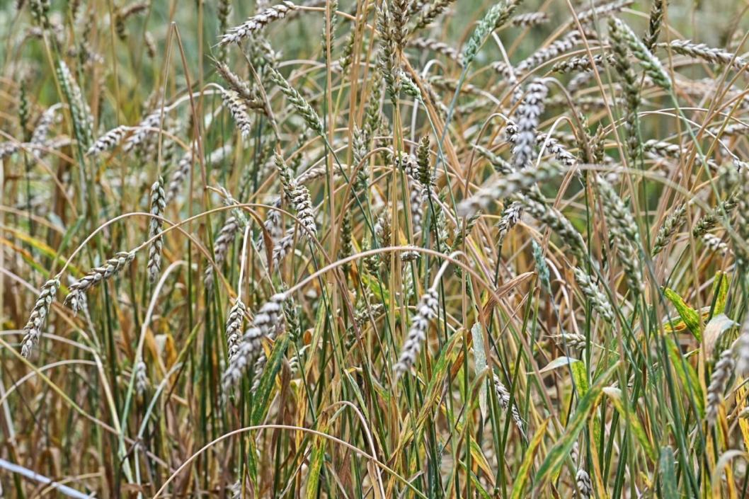 Сергей Елесин, ИА "Тюменская линия"