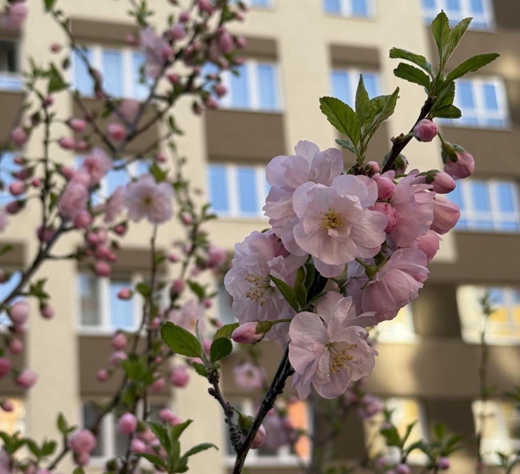 Елена Волисова