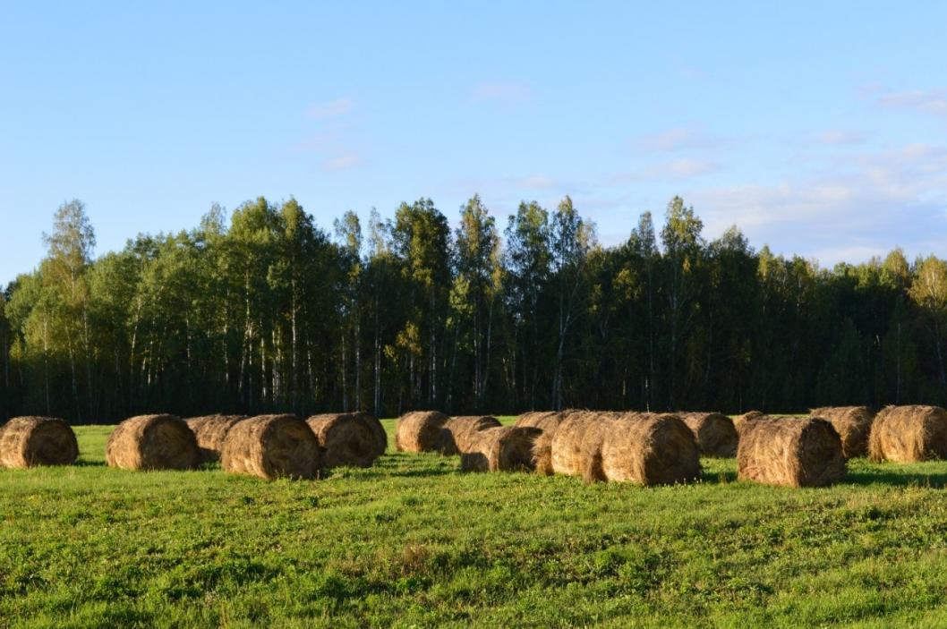 ИА "Тюменская линия"