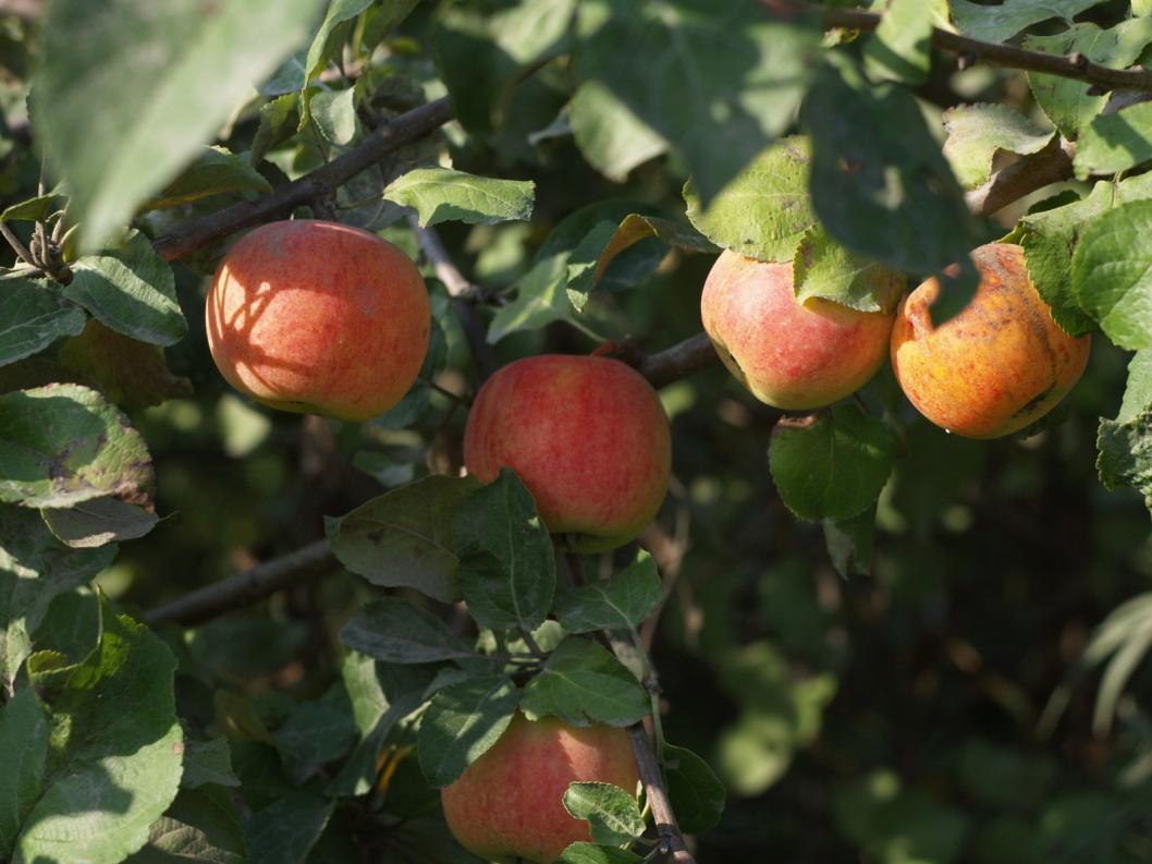 Виктор Сергеев, ИА "Тюменская линия"