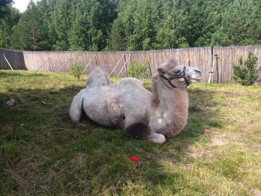 ИА "Тюменская линия"