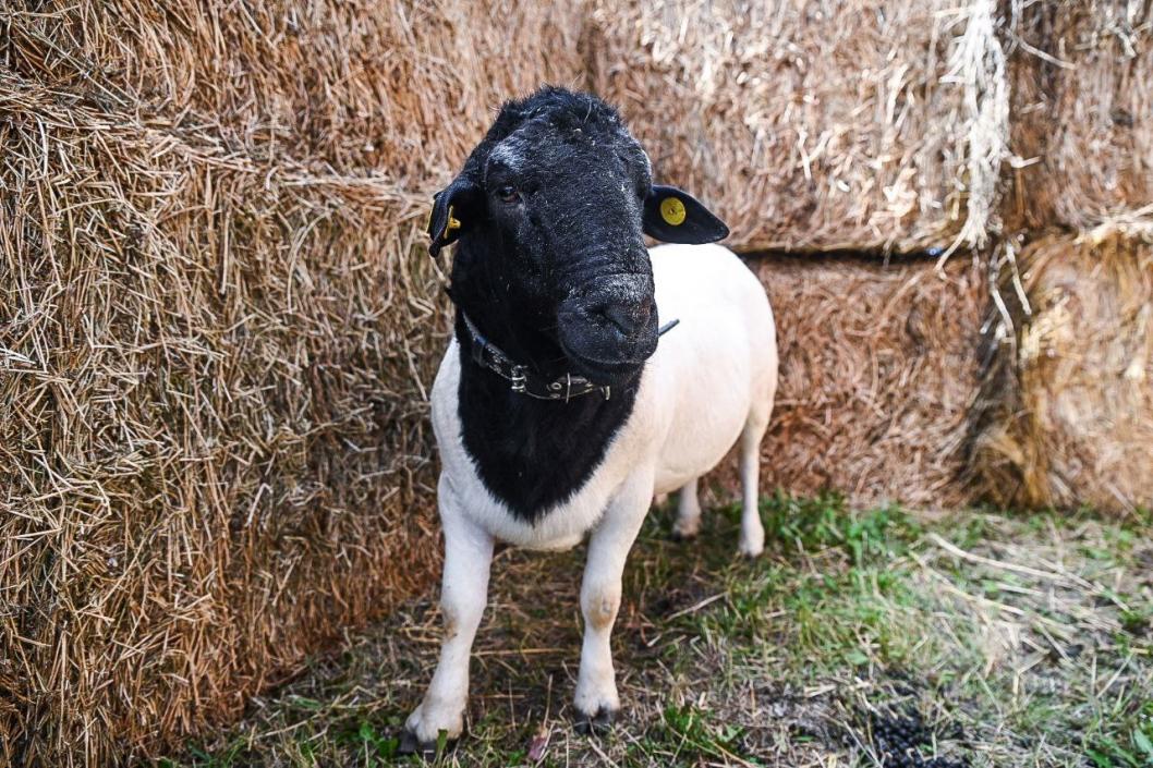  Сергей Елесин, ИА "Тюменская линия"